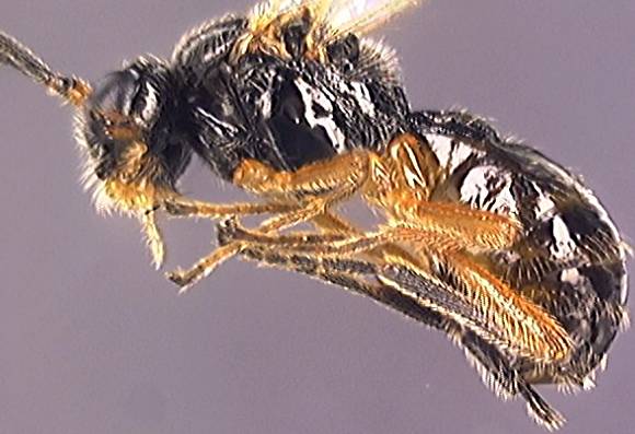 Braconidae 10